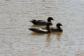 Brown ducks swimming in suburban wetlands lake, brown water, splashing, sunny summer day. 