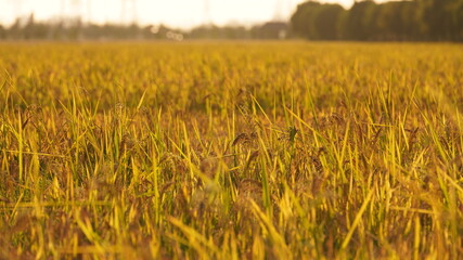 The harvest rice field view full of the yellow ripe rice in the farm field