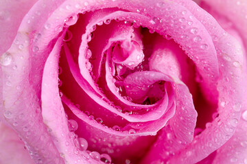 background pink rose with water drops macro