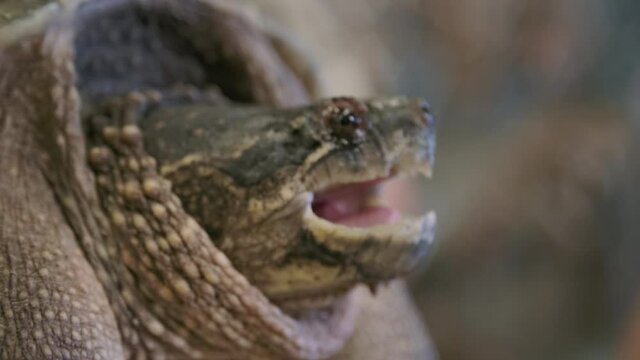 Common snapping turtle close up