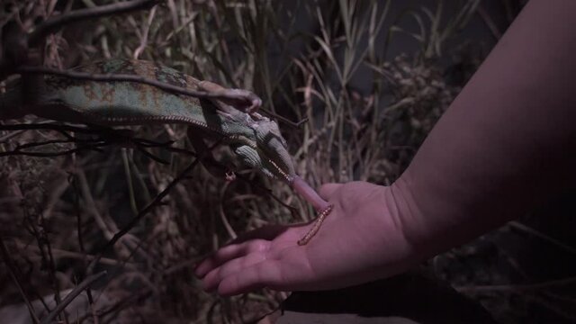Chameleon feeding in captivity with handlers in slow motion