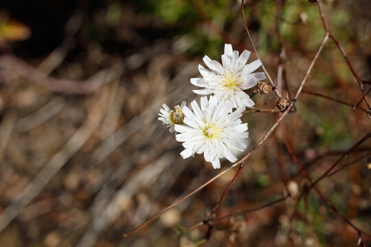 White blooming ligulate head inflorescences of Cliff Aster, Malacothrix Saxatilis, Asteraceae, native monoclinous deciduous herbaceous perennial in Topanga State Park, Santa Monica Mountains, Winter.