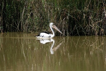 Pelican swimming slowly through suburban wetland lake pond with brown water reflecting shrubs and weeds, sunny summer day.