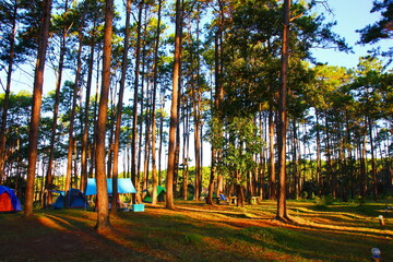 tourist camping tents in pine park with evening light before sun set