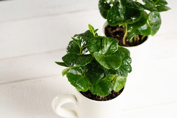 sprouts of a coffee tree in a cup, seedlings on a light wooden background