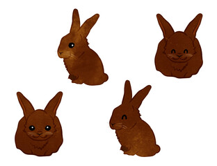 Smiling Brown Color Mini Rex Rabbits