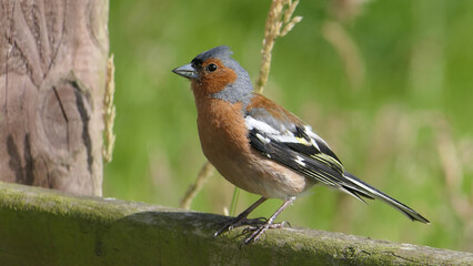 Chaffinch sitting on a fence UK