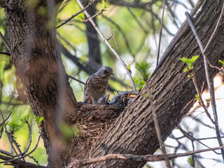 Thrush fieldfare, Turdus pilaris, in a nest with chicks