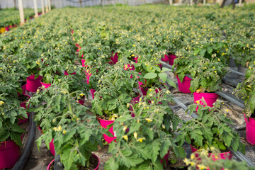 Fototapeta na wymiar Seedlings of tomatoes growing in pots in greenhouse. High quality photo