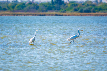 Two white herons stands in the lake