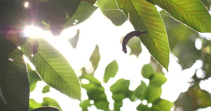 Fresh green leaves on the tree, and copy space for graphic work,Beautiful leaves frame with copy space