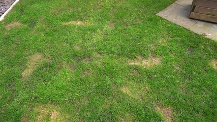 Patchy yard lawn green ruined by dog urine
