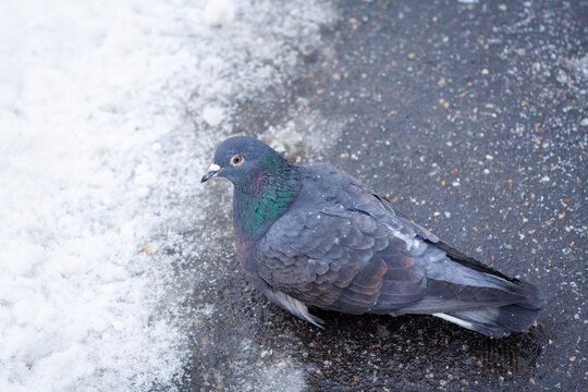The pigeon sits next to a melting patch of snow
