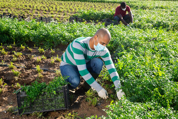 Latin american farmer in disposable medical mask harvesting parsley on vegetable plantation. Concept of new life reality and social distancing in coronavirus pandemic