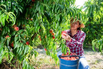 Fototapeta premium Positive Latina working in farm orchard during summer harvest time, picking fresh ripe peaches