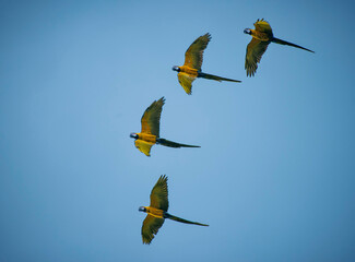 Blue and yellow Macaw photographed in Goias. Midwest of Brazil. Cerrado Biome. Picture made in 2015.