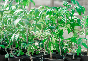 Seedlings (sprouts) of tomatoes in a greenhouse, sprouted tomatoes, tomato seedlings in pots. Spring young tomato seedlings for planting in a greenhouse.
