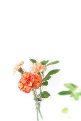 Orange and pink carnations on white background. Floral background. 
