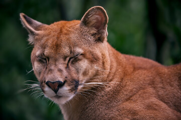 Puma photographed in captivity in Goias. Midwest of Brazil. Cerrado Biome. Picture made in 2015.