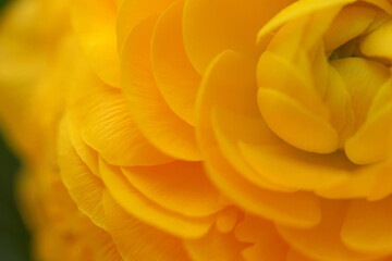 Orange ranunculus, flower close up