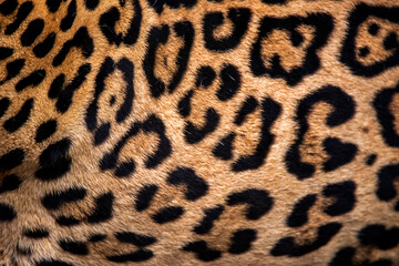 Jaguar photographed in captivity in Goias. Midwest of Brazil. Cerrado Biome. Picture made in 2015.