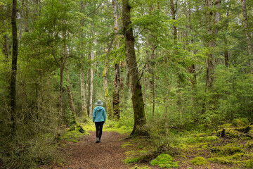 Woman walking in the lush green beech forest of Lake Mistletoe track, Fiordland National Park, New...