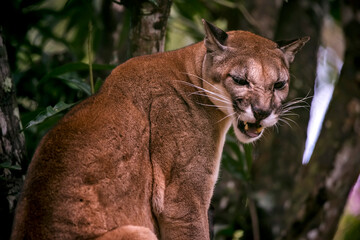 Puma photographed in captivity in Goias. Midwest of Brazil. Cerrado Biome. Picture made in 2015.