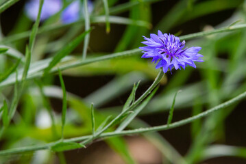 Blue cornflower on a background of grass and other cornflowers