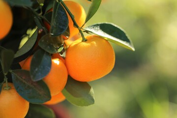 Mandarin tree.Tangerines fruits on a branch. Citrus bright orange fruits on the branches in bright sunlight in the summer garden. Organic natural ripe bio farm fruits.Tangerine tree close-up.