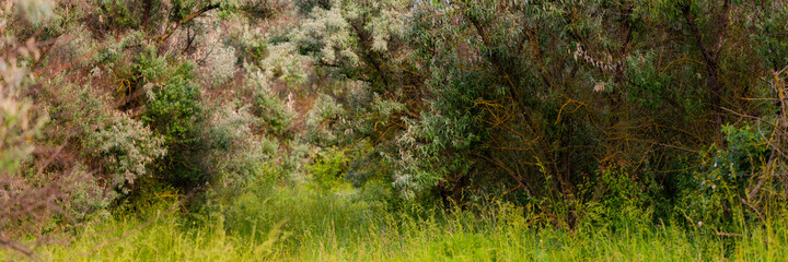 Loch silvery grove. Silverberry or Elaeagnus commutata bushes