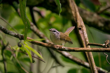 Golden crowned Warbler photographed in Goias. Midwest of Brazil. Cerrado Biome. Picture made in 2015.