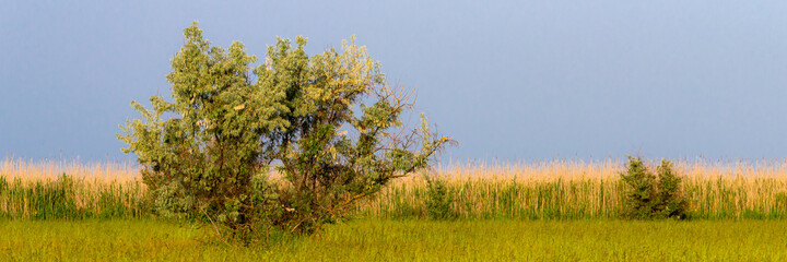 Obraz premium Branches of silverberry elaeagnus in the rays of the morning sun