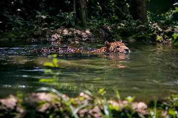 Jaguar photographed in captivity in Goias. Midwest of Brazil. Cerrado Biome. Picture made in 2015.