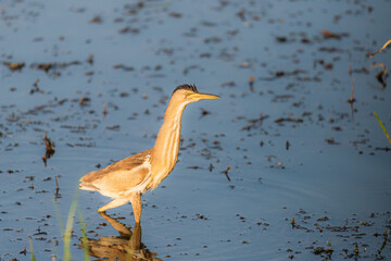 Eurasian Bittern or Botaurus stellaris hunting in water of pond or lake