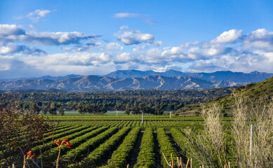 Orchard of agricultural citrus trees of lemon oranges in valley  with mountains and a cloudy sky