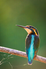 Common European Kingfisher or Alcedo atthis perched on a stick above the river and hunting for fish