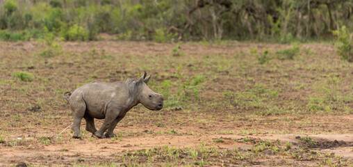 Naklejka premium White rhino calf going to the toilet