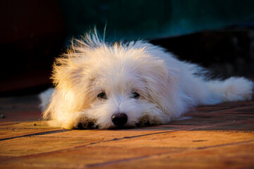 little cutie pie