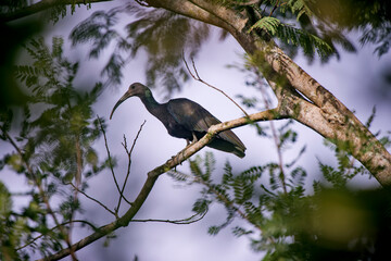 Green Ibis photographed in Goias. Midwest of Brazil. Cerrado Biome. Picture made in 2015.