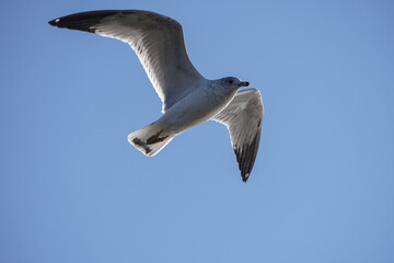 seagull in flight