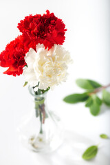 Red and white carnations in glass vase on white background. Selective focus.