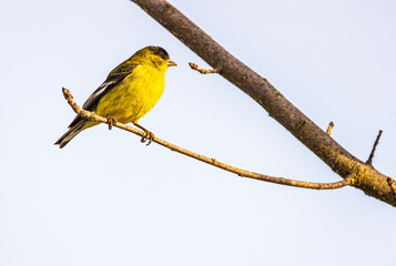 Lesser Goldfinch