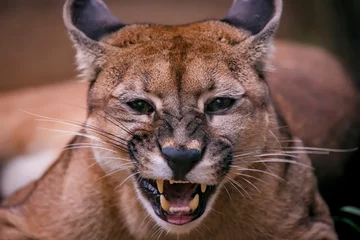 Foto auf Leinwand Puma photographed in captivity in Goias. Midwest of Brazil. Cerrado Biome. Picture made in 2015. © Leonardo