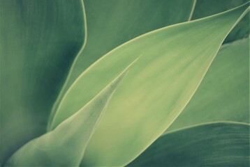 Close up of fresh green Agave leaves