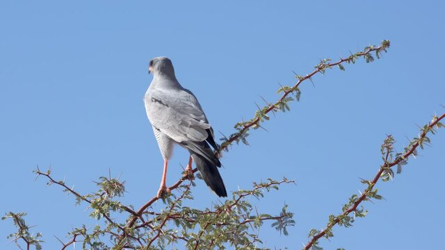 Pale Chanting Goshawk on the top of a pricky camel thorn branch against blue sky on a sunny day in Kgalagadi Transfrontier Park - Kalahari Desert, Upington, South Africa.