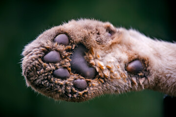 Puma photographed in captivity in Goias. Midwest of Brazil. Cerrado Biome. Picture made in 2015.