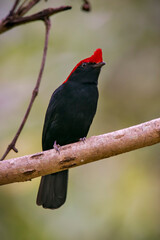 Helmeted Manakin photographed in Goias. Midwest of Brazil. Cerrado Biome. Picture made in 2015.
