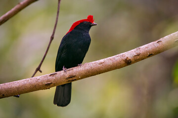 Helmeted Manakin photographed in Goias. Midwest of Brazil. Cerrado Biome. Picture made in 2015.