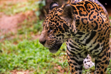 Jaguar photographed in captivity in Goias. Midwest of Brazil. Cerrado Biome. Picture made in 2015.