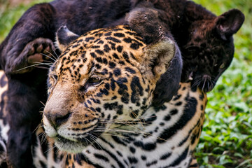 Fototapeta na wymiar Jaguar photographed in captivity in Goias. Midwest of Brazil. Cerrado Biome. Picture made in 2015.